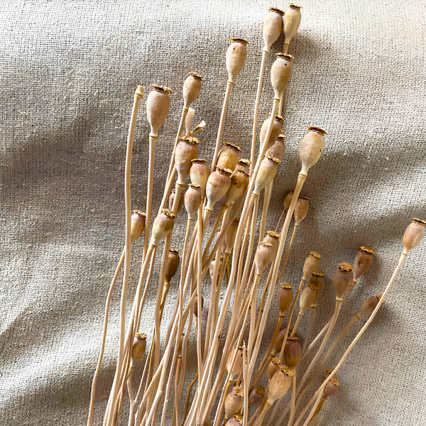 Flores Secas Naturales Boho Set 3 Ramos