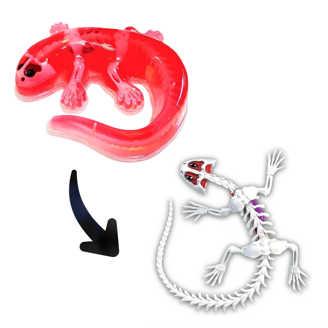 Juego De Laboratorio Disección Animales Sintético Stem