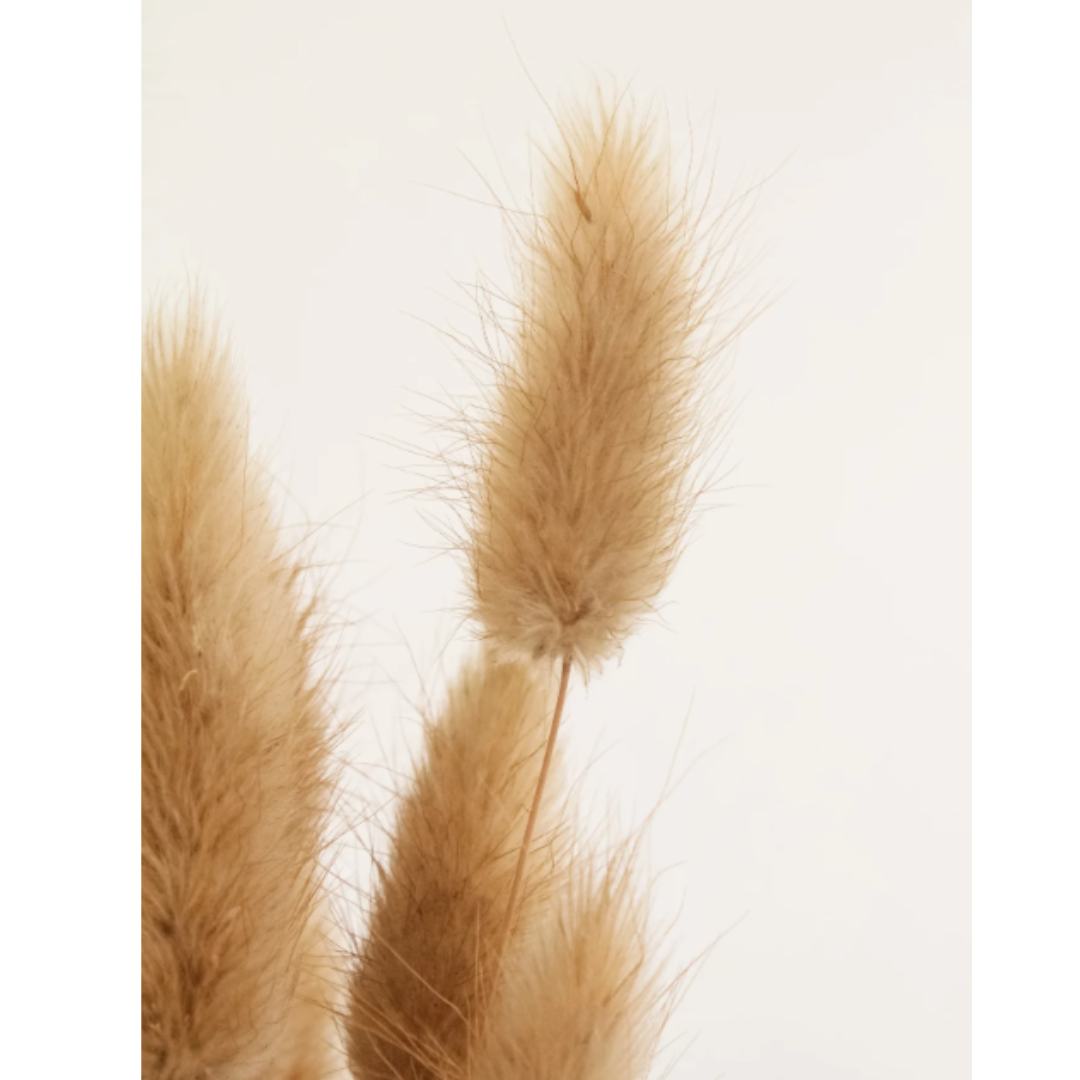 Flores Secas Naturales Boho Set 3 Ramos