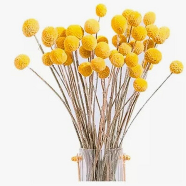 Flores Secas Naturales Boho Set 3 Ramos